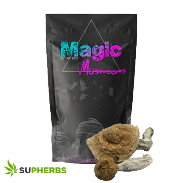 Mazatapec Magic Mushrooms – Magic Box